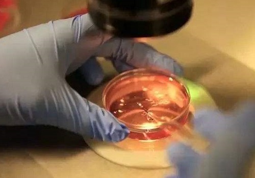 美國(guó)做試管嬰兒成功概率是多少